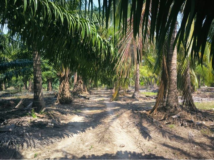 ที่ดินสวนปาล์มและสวนมะพร้าว