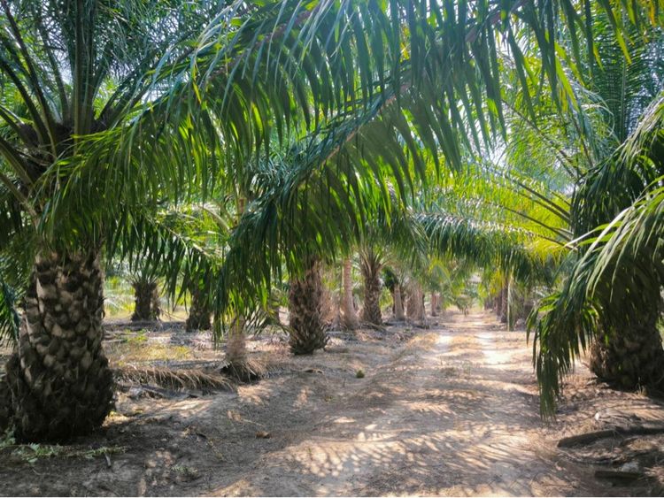 ใช่ ที่ดินสวนปาล์มและสวนมะพร้าว รูปที่ 2