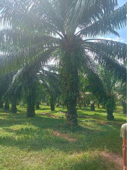 ใช่ สวนปาล์ม รูปที่ 2