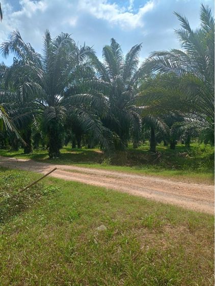 ใช่ สวนปาล์ม รูปที่ 3