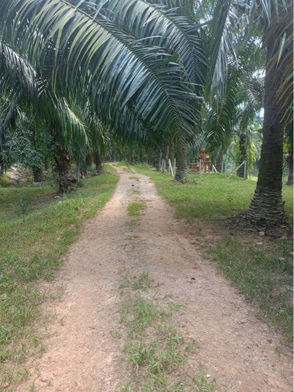 สวนปาล์ม