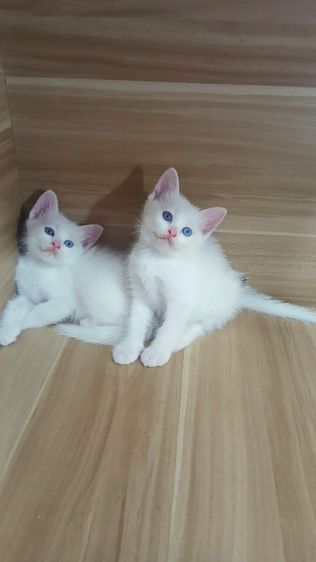 แมวขาวมณีตาสองสี เพศผู้ อายุ2เดือน วัคซีนแล้ว1เข็มก่อนย้ายตรวจหัดแมวฟรีรับประกันเอดส์แมวกับรูคีเมียคะ