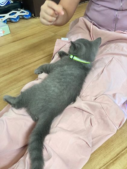 แมวบริติช รูปที่ 5