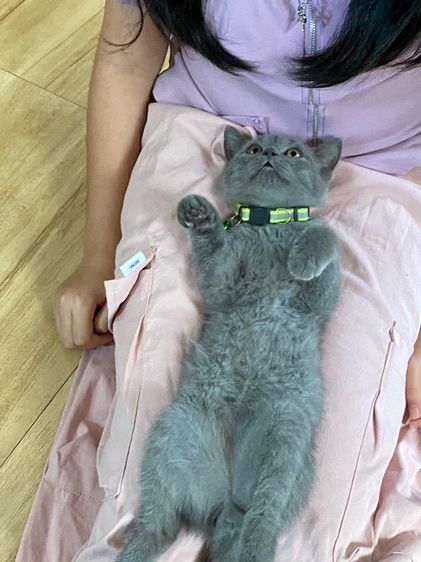 แมวบริติช รูปที่ 4