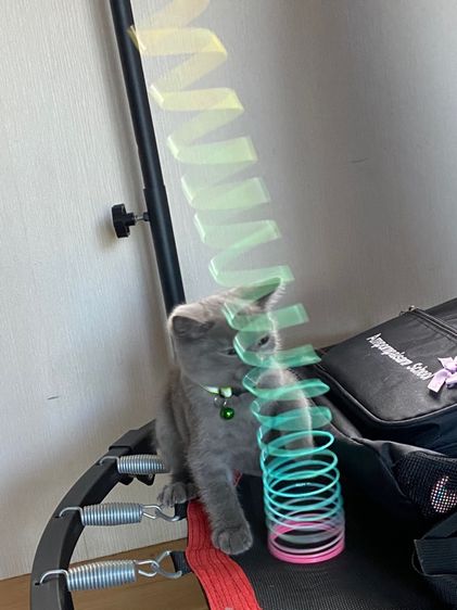 แมวบริติช รูปที่ 8