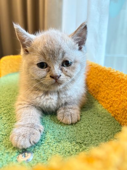 แมวบริติช ไลแลค รูปที่ 2