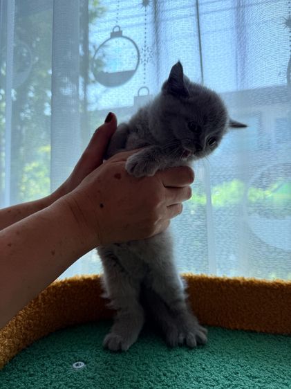 แมวบริติช ไลแลค รูปที่ 4