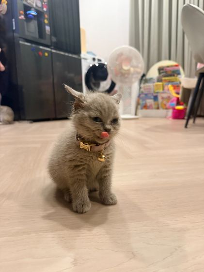 แมวบริติช ไลแลค รูปที่ 8