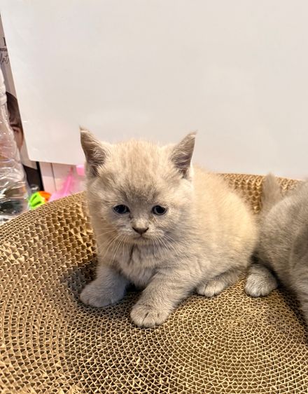 แมวบริติช ไลแลค