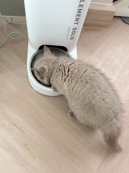 แมวบริติช ไลแลค รูปที่ 6