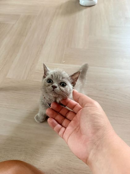 แมวบริติช ไลแลค รูปที่ 7