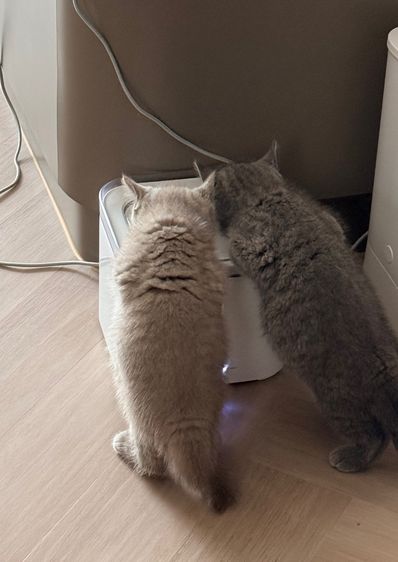 แมวบริติช ไลแลค รูปที่ 5