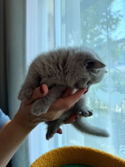 แมวบริติช ไลแลค รูปที่ 3