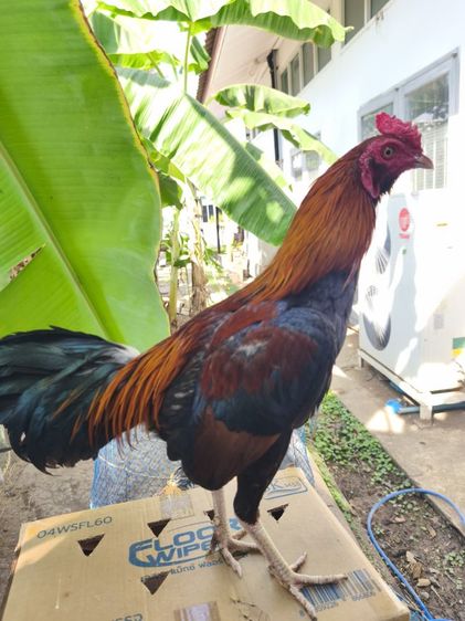 แบ่งไก่หนุ่มวัดดวง อายุ 8 เดือน นน.2.3-2.4 
