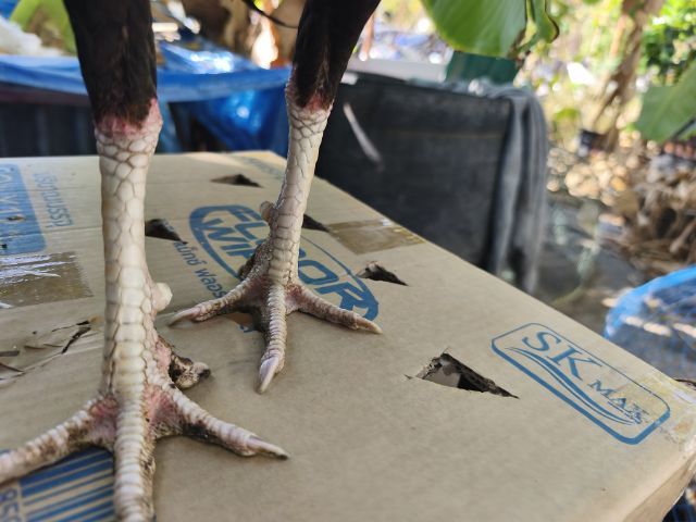 แบ่งไก่หนุ่มวัดดวง อายุ 8 เดือน นน.2.3-2.4  รูปที่ 3