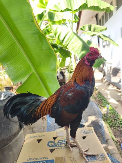 แบ่งไก่หนุ่มวัดดวง อายุ 8 เดือน นน.2.3-2.4  รูปที่ 2