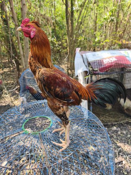 แบ่งไก่หนุ่มวัดดวง 8เดือน  นน.2.6  หัวจุกแบบนี้ไม่น่าพลาด