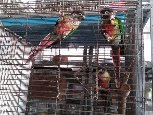 กรีนชีค 3 ตัว รูปที่ 2