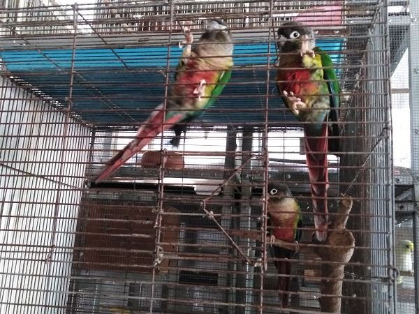 กรีนชีค 3 ตัว รูปที่ 3