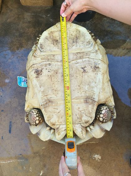 เต่าซูคาต้า รูปที่ 4