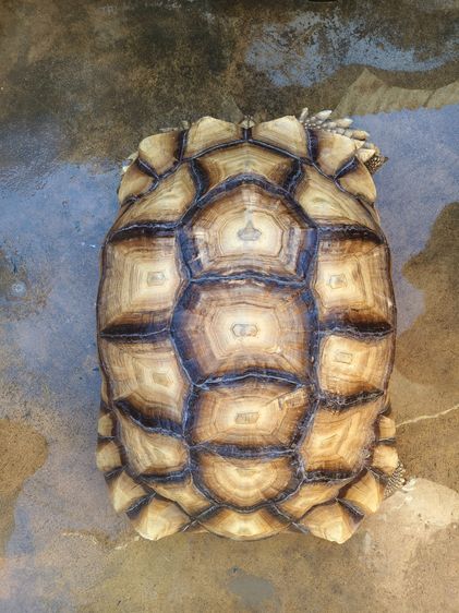 เต่าซูคาต้า รูปที่ 3