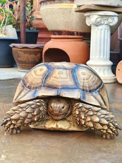 เต่าซูคาต้า