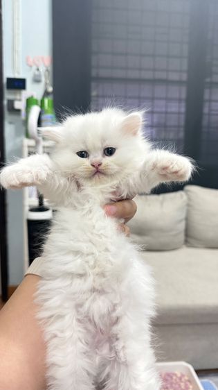 สัตว์เลี้ยง รูปที่ 2