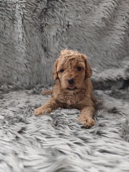 พุดเดิ้ลทอยเพศเมียจังหวัดอุดรธานี รูปที่ 12