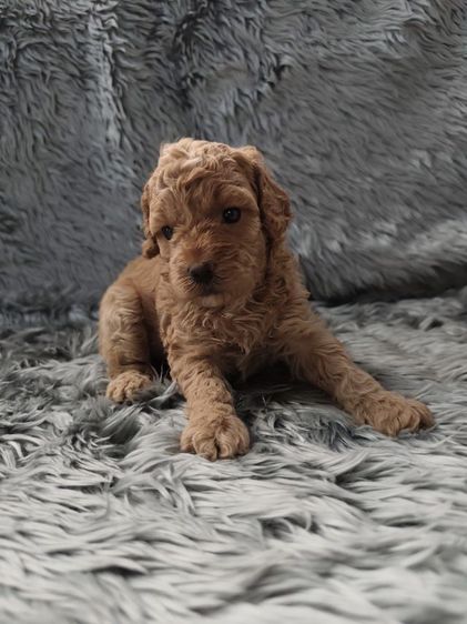 พุดเดิ้ลทอยเพศเมียจังหวัดอุดรธานี รูปที่ 4