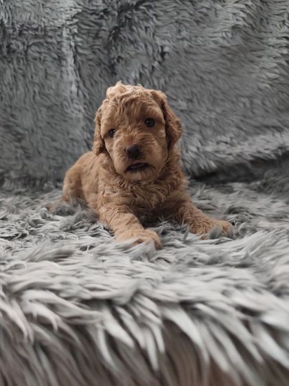 พุดเดิ้ลทอยเพศเมียจังหวัดอุดรธานี รูปที่ 5