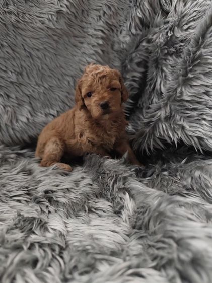 พุดเดิ้ลทอยเพศเมียจังหวัดอุดรธานี รูปที่ 6