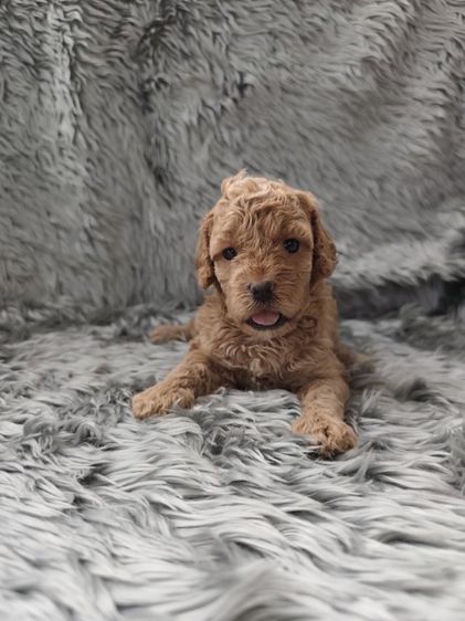 พุดเดิ้ลทอยเพศเมียจังหวัดอุดรธานี รูปที่ 11