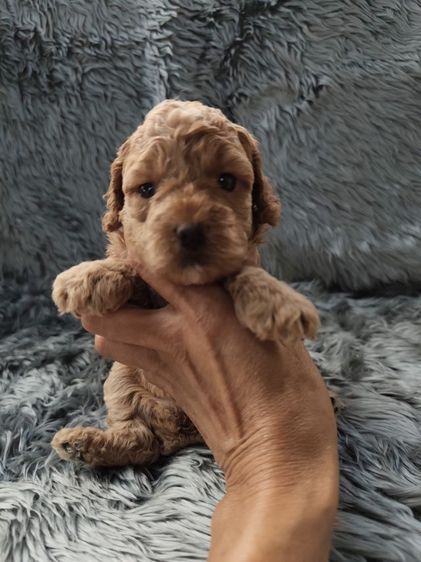 พุดเดิ้ลทอยเพศเมียจังหวัดอุดรธานี รูปที่ 2