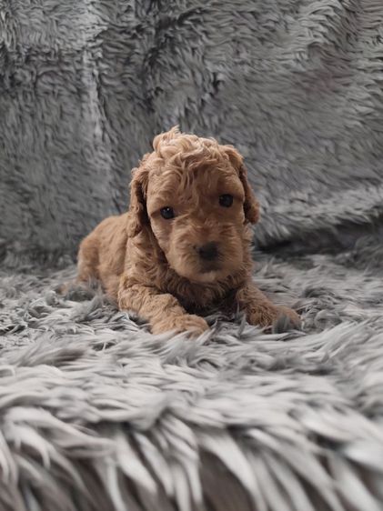 พุดเดิ้ลทอยเพศเมียจังหวัดอุดรธานี รูปที่ 10