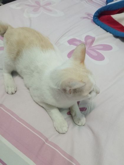 น้องชีส หาบ้านใหม่ไห้น้องอยุ่