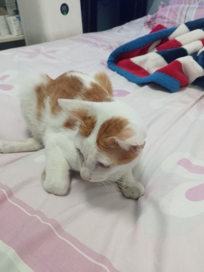 น้องเฟรนฟราย หาบ้านใหม่ไห้น้องอยู่