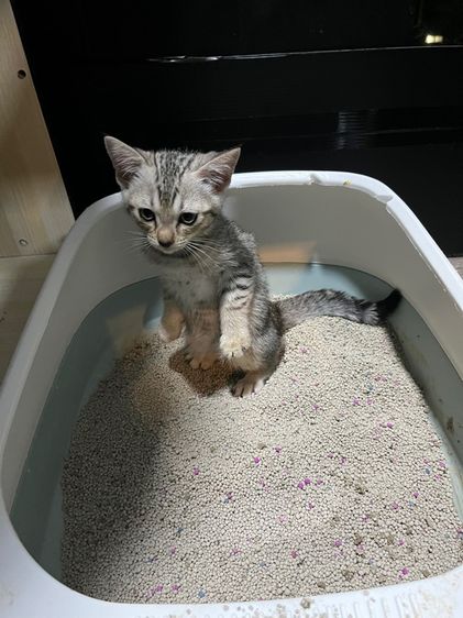 ลูกผสมอเมริกันช็อตแฮร์ อายุ2เดือนเศษพร้อมย้าย รูปที่ 5