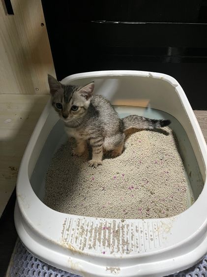 ลูกผสมอเมริกันช็อตแฮร์ อายุ2เดือนเศษพร้อมย้าย รูปที่ 6