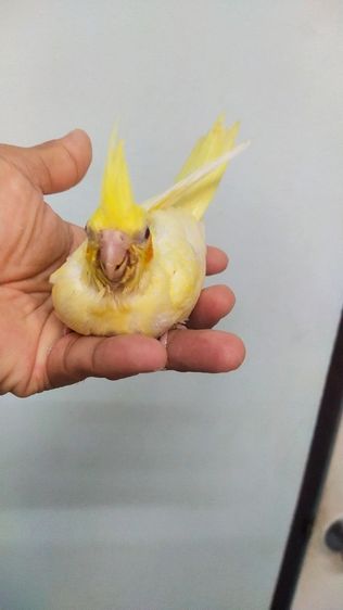 ขายนกค๊อกคาเทลไซส์ป้อนเสริม..เริ่มเเทะกินเองได้..สนใจโทร 0929135188 รูปที่ 3