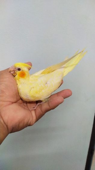ขายนกค๊อกคาเทลไซส์ป้อนเสริม..เริ่มเเทะกินเองได้..สนใจโทร 0929135188 รูปที่ 2