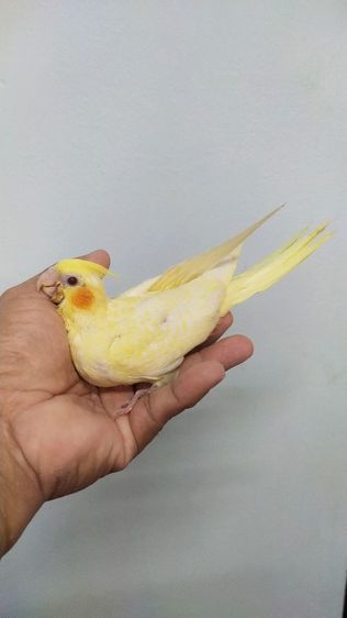 ขายนกค๊อกคาเทลไซส์ป้อนเสริม..เริ่มเเทะกินเองได้..สนใจโทร 0929135188 รูปที่ 5