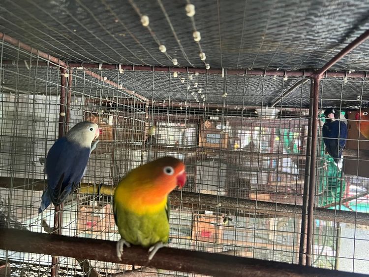 เลิฟเบิร์ด4ตัว1000มีตำหนิ รูปที่ 4