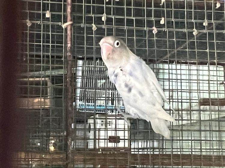 เลิฟเบิร์ด4ตัว1000มีตำหนิ รูปที่ 3