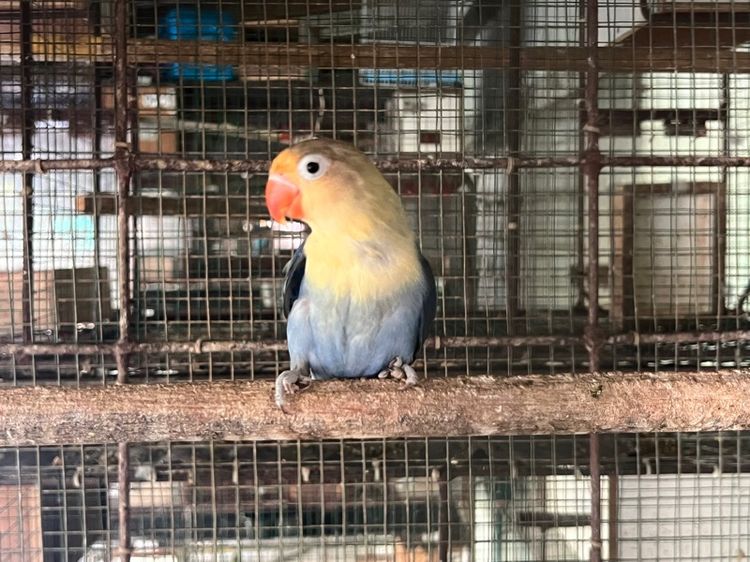 เลิฟเบิร์ด4ตัว1000มีตำหนิ รูปที่ 2