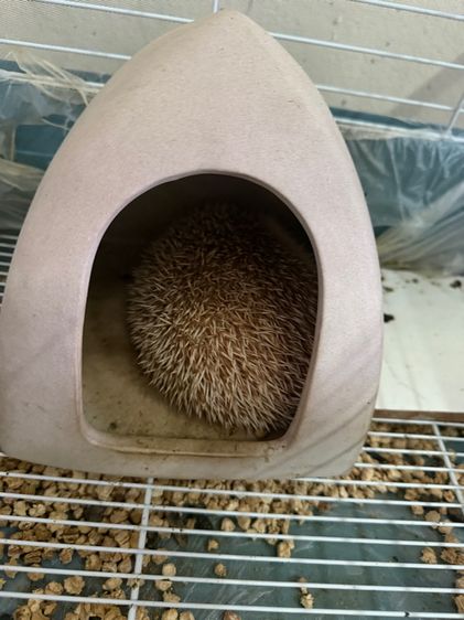 ขายเม่นแคระพร้อมกรงอุปกรณ์ และอาหาร รูปที่ 2