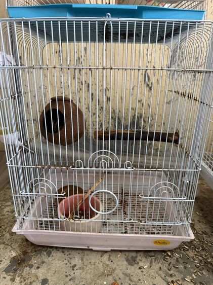 ขายชูก้าไรเดอร์ พร้อมกรงและอาหาร