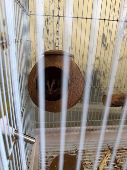 ขายชูก้าไรเดอร์ พร้อมกรงและอาหาร รูปที่ 2