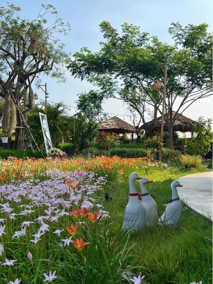 ร้านอาหาร รูปที่ 16