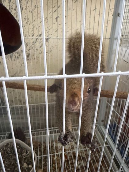 ขายกระรอกสวนท้องแดง พร้อมกรง รูปที่ 2