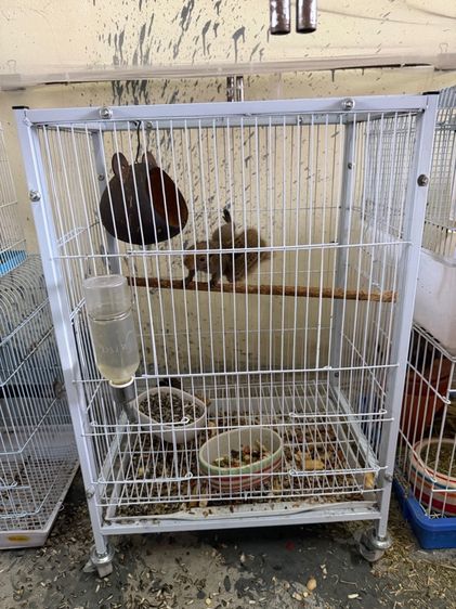 ขายกระรอกสวนท้องแดง พร้อมกรง